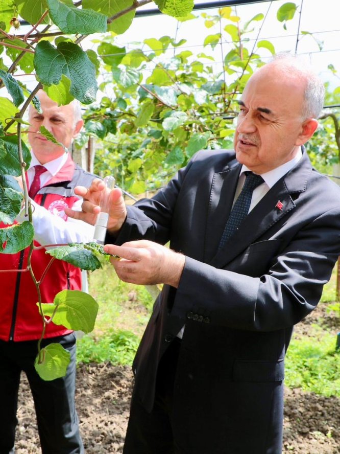 ORDU’DA KAHVERENGİ KOKARCAYA KARŞI 300 BİN SAMURAY ARISI DOĞAYA SALINDI