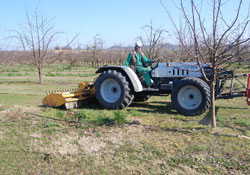 Fındıkta Türkiye'nin rakibi Türkiye'dir