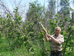 Fındık bahçelerini don vurdu