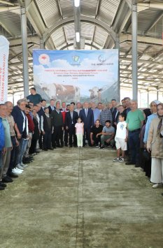 ORDU’DA 40 ÜRETİCİYE YÜZDE 70 HİBELİ 80 GEBE SİMENTAL DÜVE