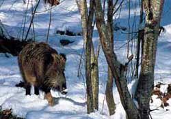 Yaban domuzları korkutuyor