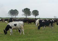 Hayvancılığa darbe mi indiriliyor?