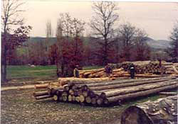 Kafasına tomruk çarpan işçi öldü