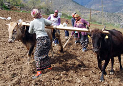 Karadenizli karabasandan geçemiyor