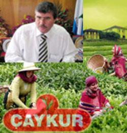 Çaykur, üreticiden 200 bin ton çay aldı