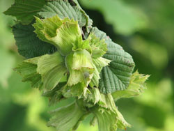 Fındık sökülüp alternatif ürün dikilmeli