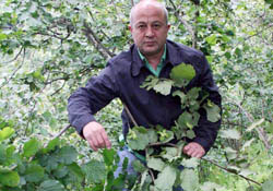 Şiddetli rüzgar fındıkta zarara yola açtı