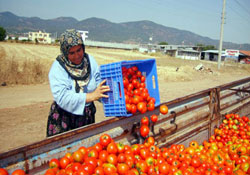 Domates üreticilerine Rusya şoku
