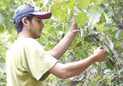 Fındığın Haziran ayı nasıl geçmeli