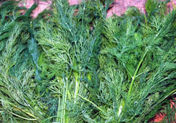 Ağız kokusunun ilacı dereotu