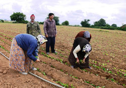 Samsun'da 2008 tütünü ekildi