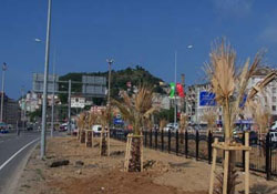 Giresun'nunda palmiyeleri kurudu