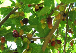 Yaz meyvesi dut sağlık kaynağı