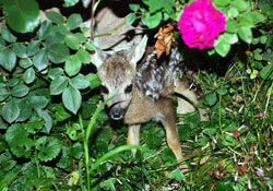 Yavru karaca milli parka gönderildi