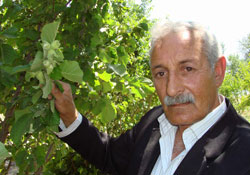 GAP'ta fındık yetiştirilmeye başlandı