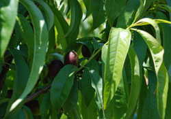 Samsun'da meyvecilik gelişiyor
