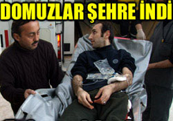 Ordu merkezde domuz paniği !