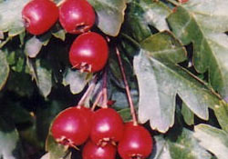 Alıç meyvesi kalp dostu