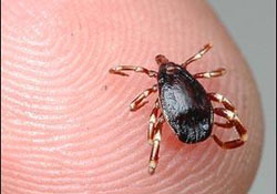 Ağrıyan kulaktan kene çıktı