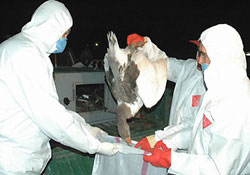 Samsun'da kuş girbi ortaya çıktı