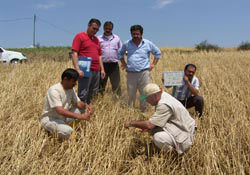 Samsun'da dolu hasar tespiti başladı