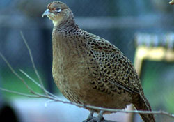 Ordu'da doğaya 2 bin 500 sülün salındı