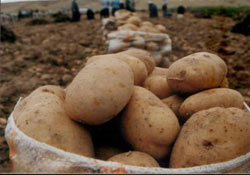 Yaylaya patates ekme soruşturması