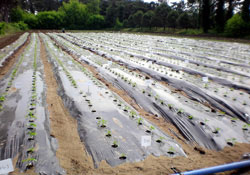 Domates ve biberde verimde artış sağlandı