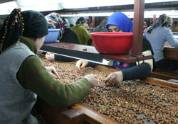 Samsun'da iç fındık ihracatı arttı