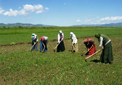 Mevsimlik işçilerin göçü başladı