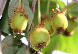 Türkiye'de kivi üretimi yetersiz