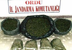 Fatsa'da uyuşturucu operasyonu