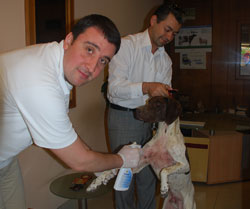 Köpekler keneye karşı ilaçlanıyor