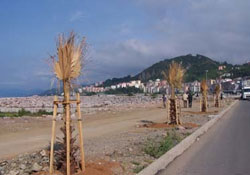 Ordu gibi Giresun'un palmiyeleri de kurudu