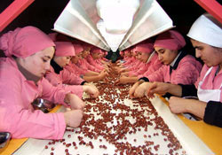 108 bin ton fındık ihraç edildi