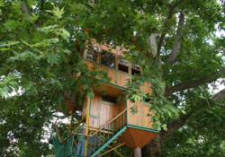 Çınar ağacı üstüne kafe gördünmüz mü?