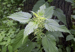 Isırgandan kumaş üretilecek