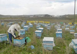 Türkiye arıcılıkta dünya 4.sü