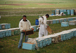 Arıcılara kötü haber;Borçlar ertelenmedi