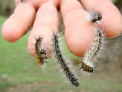 Amerikan beyaz kelebeği tehlikesi