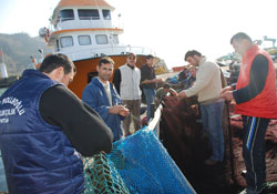 Türk sularında tutulan orkinoslar japonya' ya gönderilecek