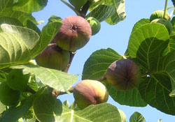 Ağustos inciri Temmuz'da olgunlaştı