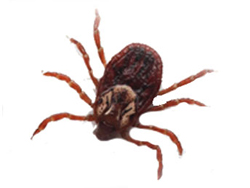 Keneye bir günde üç kurban