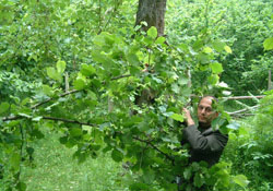 Düzceliler fındığı uzaydan takip ediyor