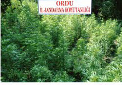 Fındık bahçesine kenevir ektiler