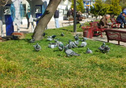 Sıcaklar hayatı olumsuz etkiliyor