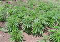 Korgan'da mısır değil kenevir tarlası