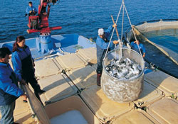 Yunanlıların Türk balığı uyanıklığı