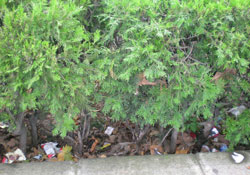 Bu çöpleri biri temizlemeyecek mi?