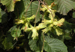 2008 tahmini rekoltesi 728 bin 500 ton